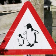 Penguins Penguins